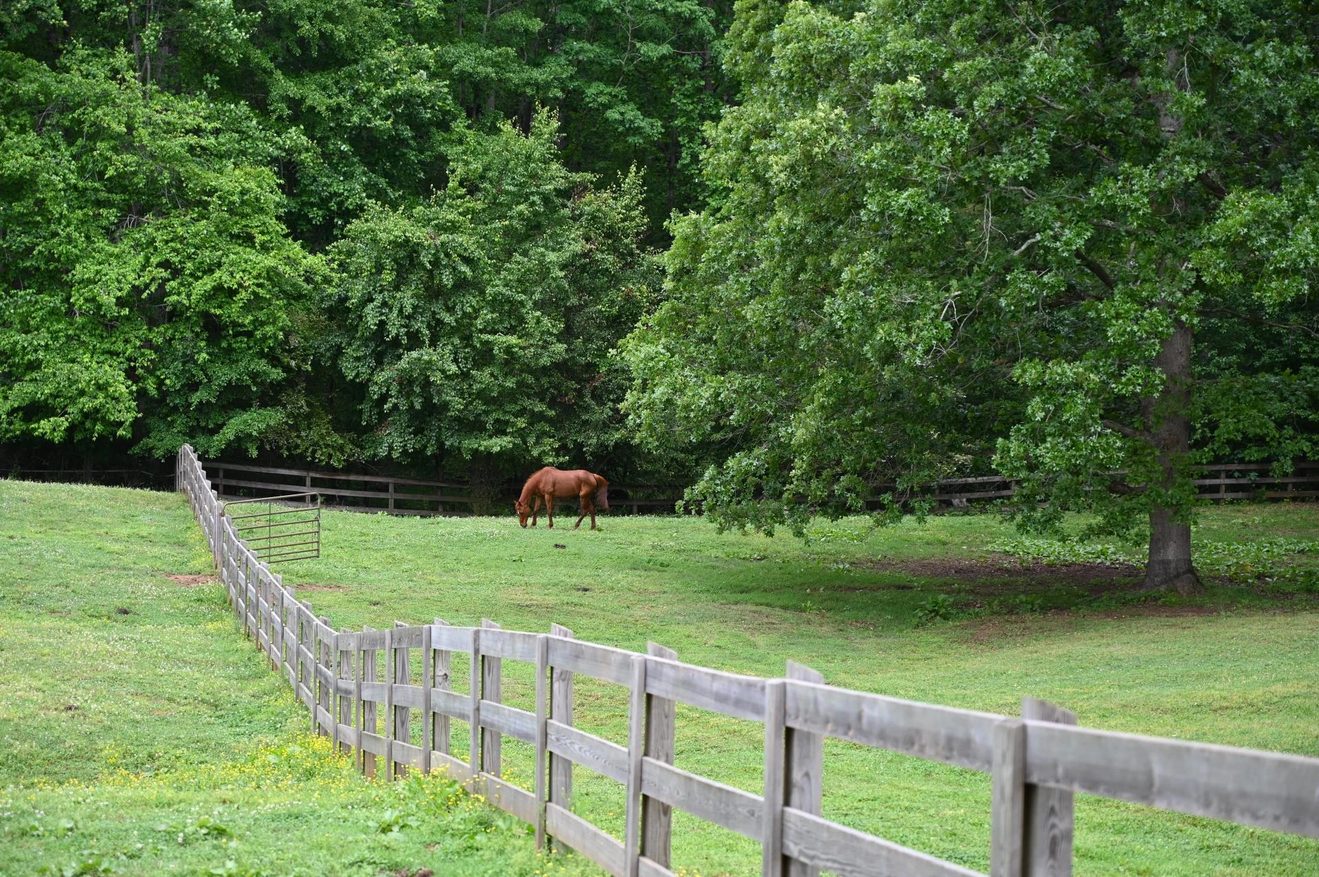Horse grazing in a fenced green pasture in Milton, Georgia
